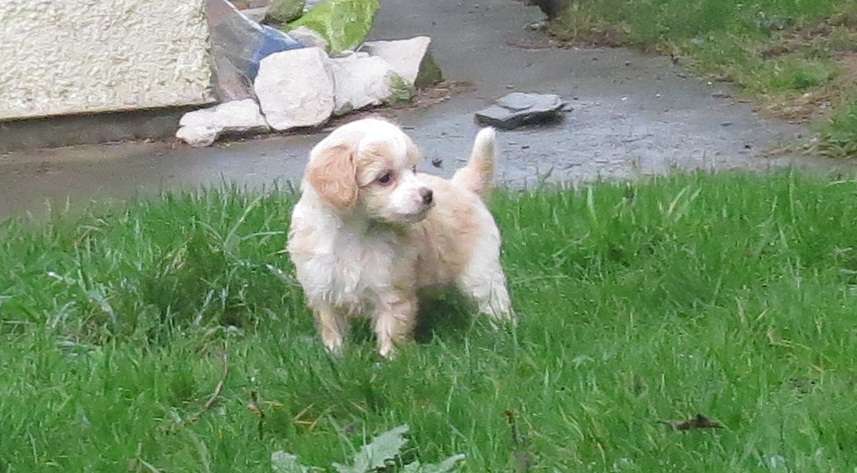 Ynchreenoo Limoncino