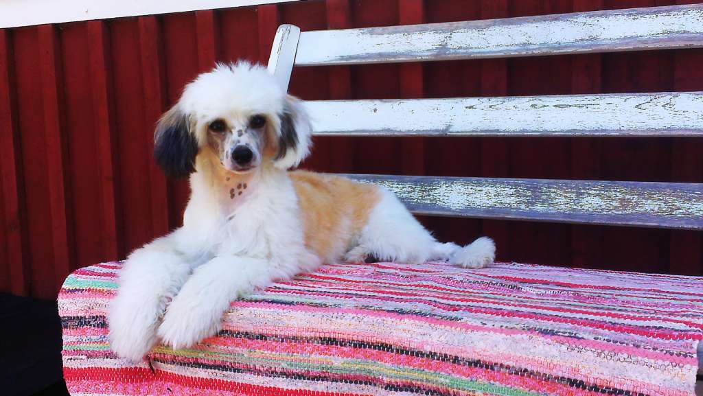 Spotifly Dutchess Deluxe