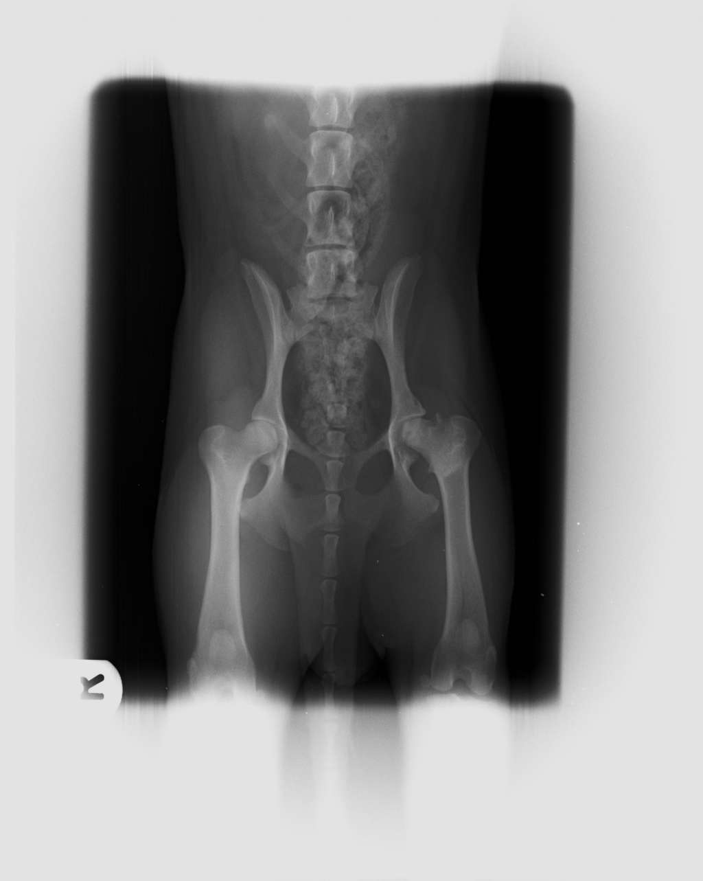 Scherzando Anak Emas