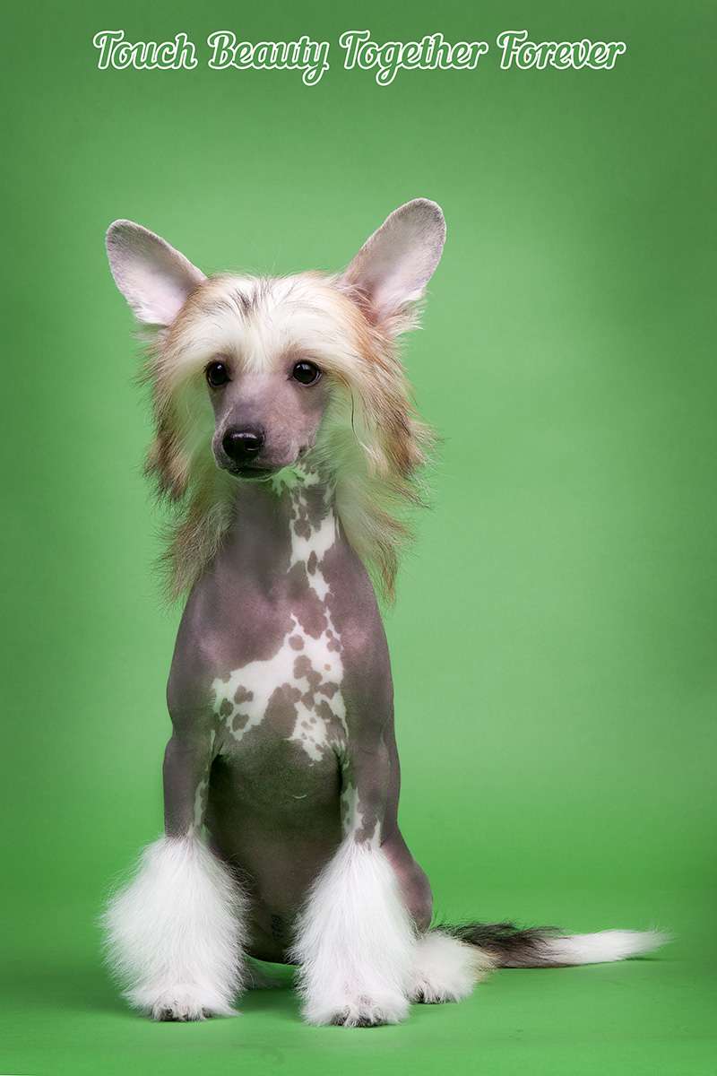 Touch Beauty Together Forever