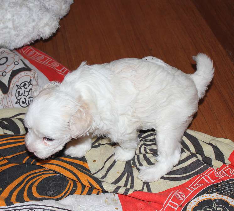 Angel O' Check Shevalie De Amore