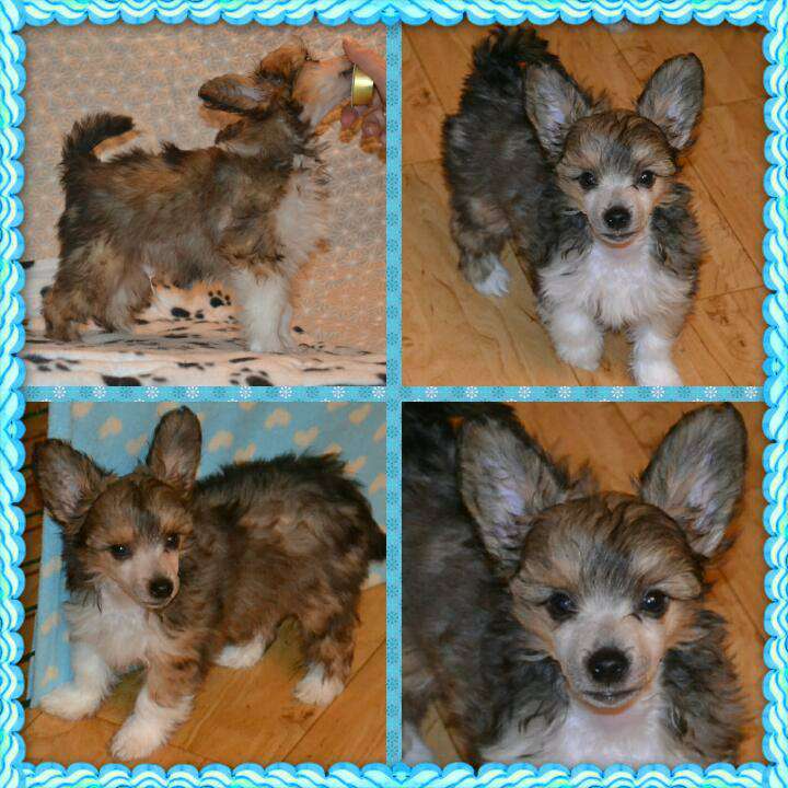 Wi-Bo-Nor's Angel-A Golden Diamond