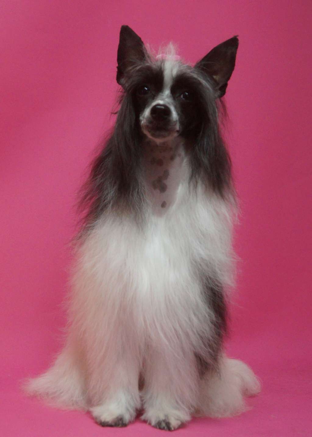 Highlight in my Dream