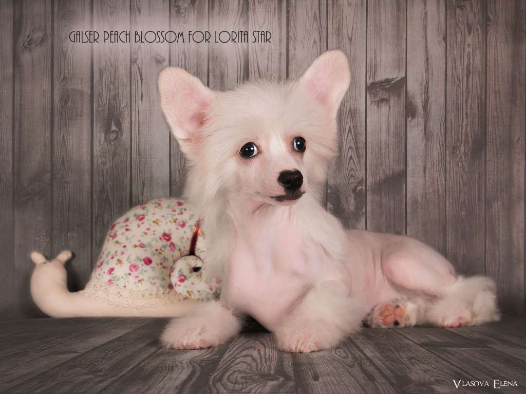 Galser Peach Blossom for Lorita Star