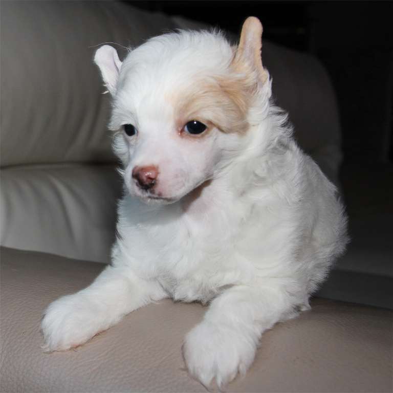 Miss Khaleesi des Zéphyrs de l'Olympe