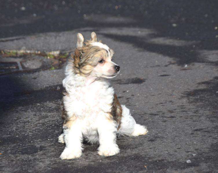 Mika Jungle Prince des Zéphyrs de l'Olympe