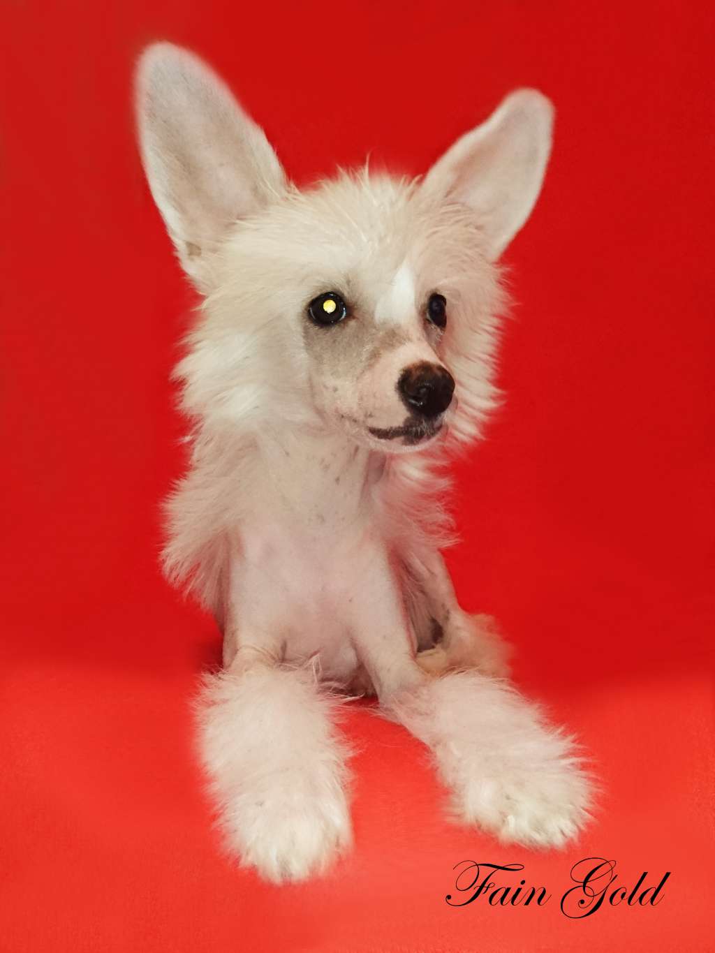 Fain Gold Infiniti Small White Star