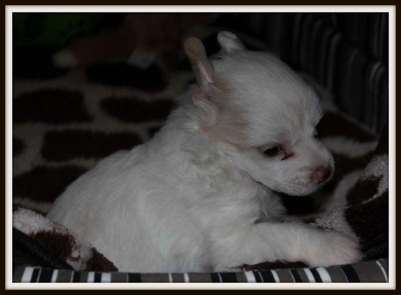 mistral du pavé de varennes