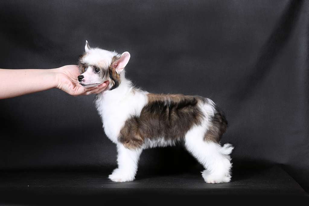 Incanto Del Mondo Trump Queen