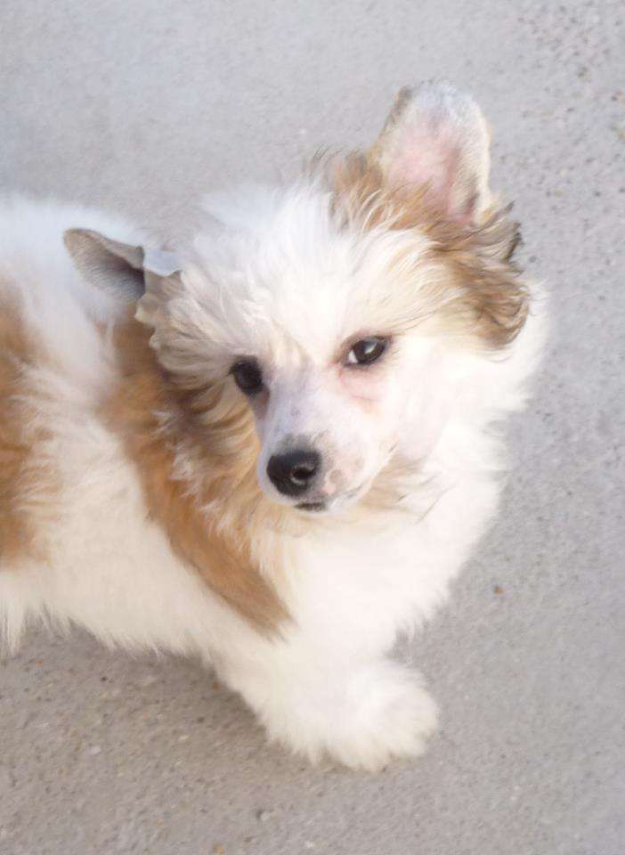 Fundoklia-völgyi Kaszanics Hurricane