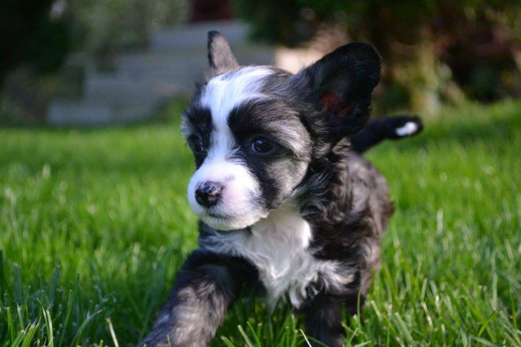 Eventyrvannets Prinsesse Carmen