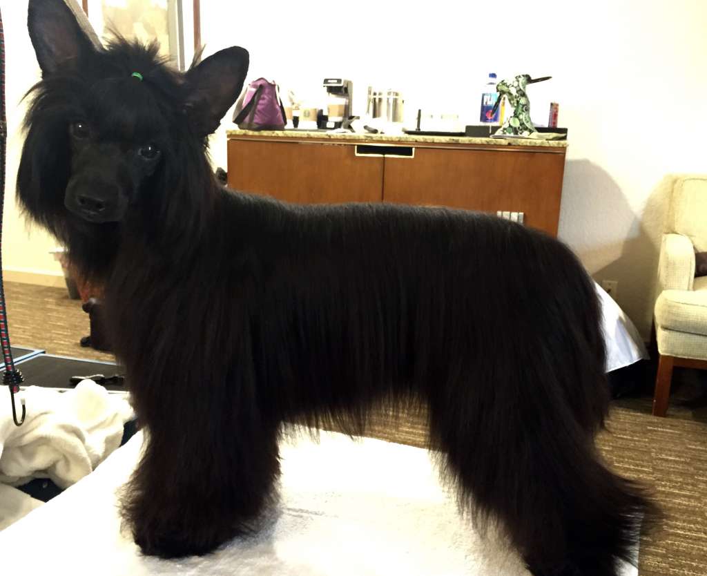 Artistry's Luck Of The Draw