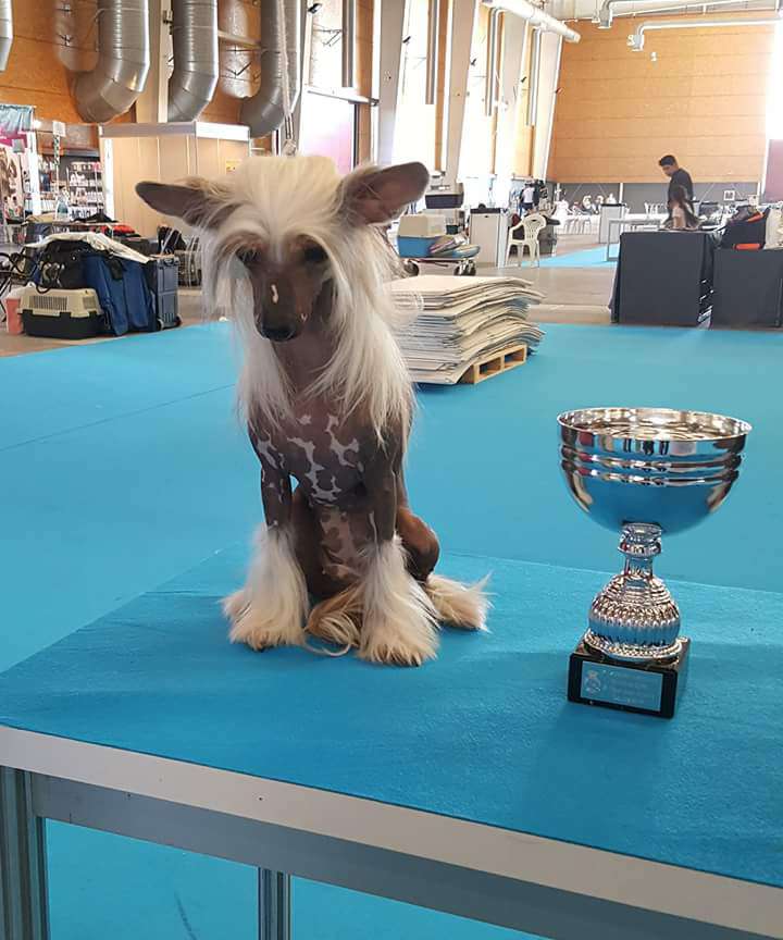 Sanghai de Crestados Yin-yang