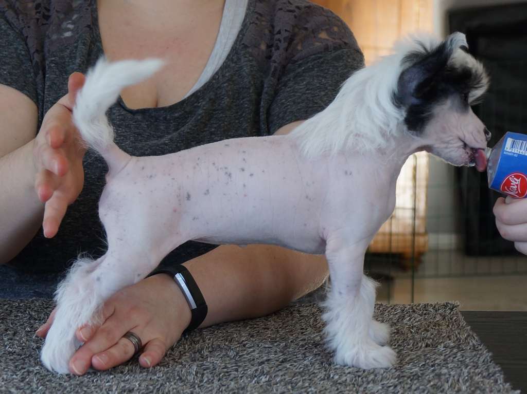 Amelion's Uptown Girl