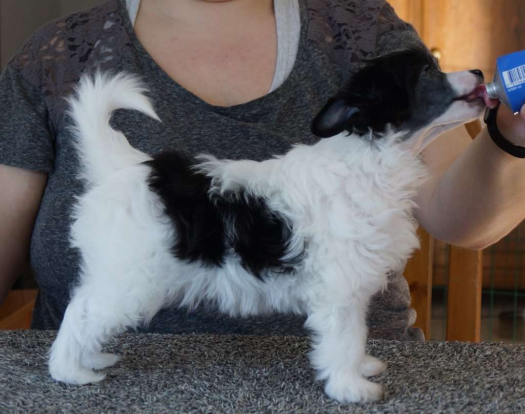 Amelion's Under Control