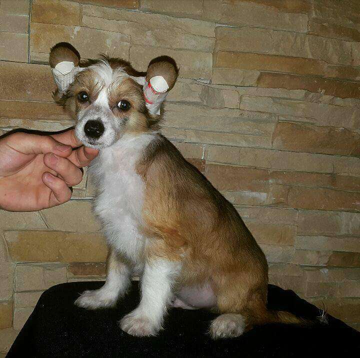 Hong kong de Crestados Yin-yang