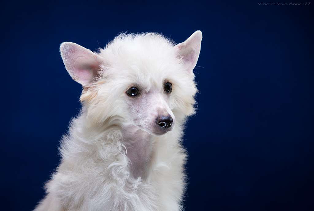 Ilory Owner Of Fortune