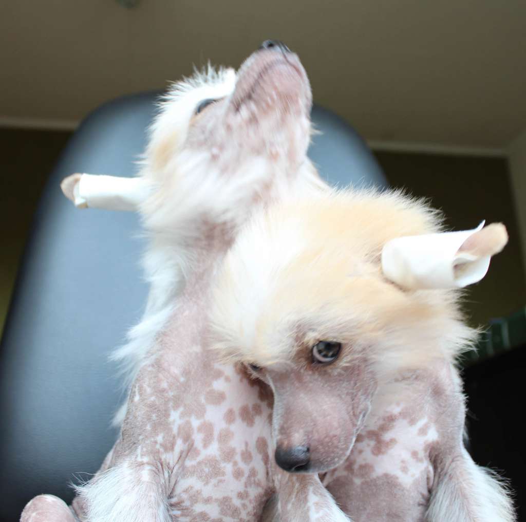 Bebe Natalie' s beauty