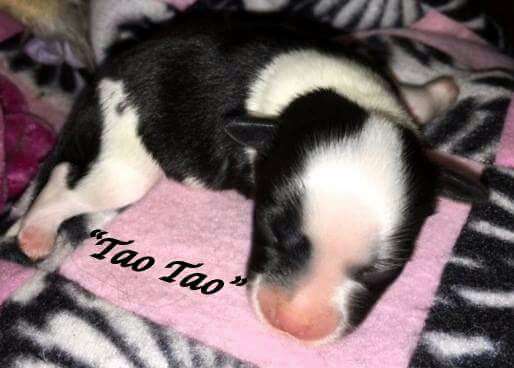 Mon petit chinois Tao Tao