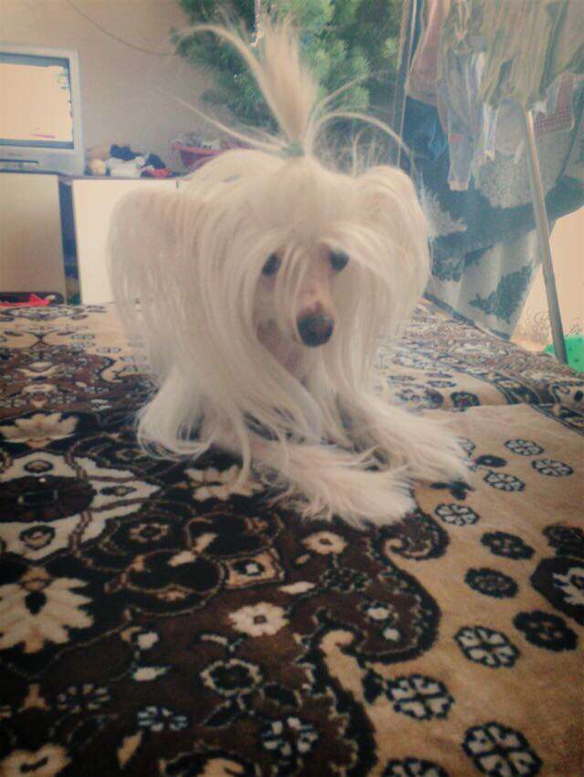 Queen Daughter  Princessa Dekabrina