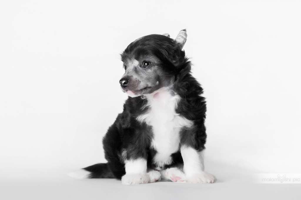 Aquila Volantis Helen Lab