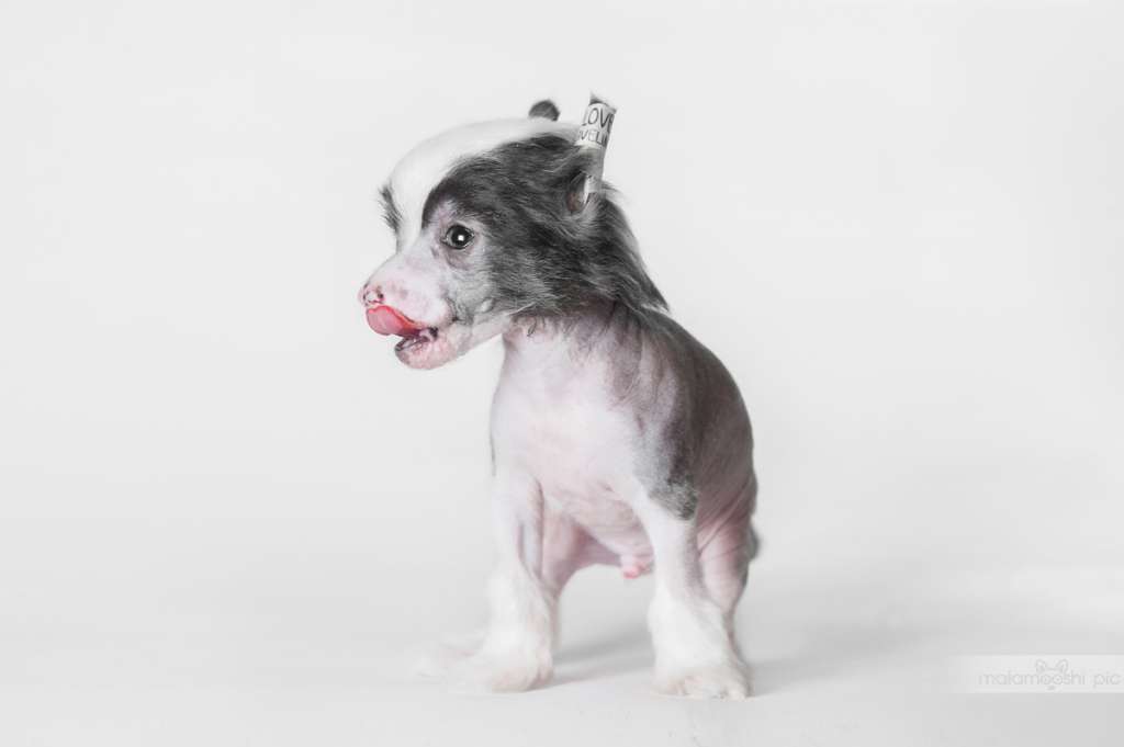 Atticus Profile Helen Lab