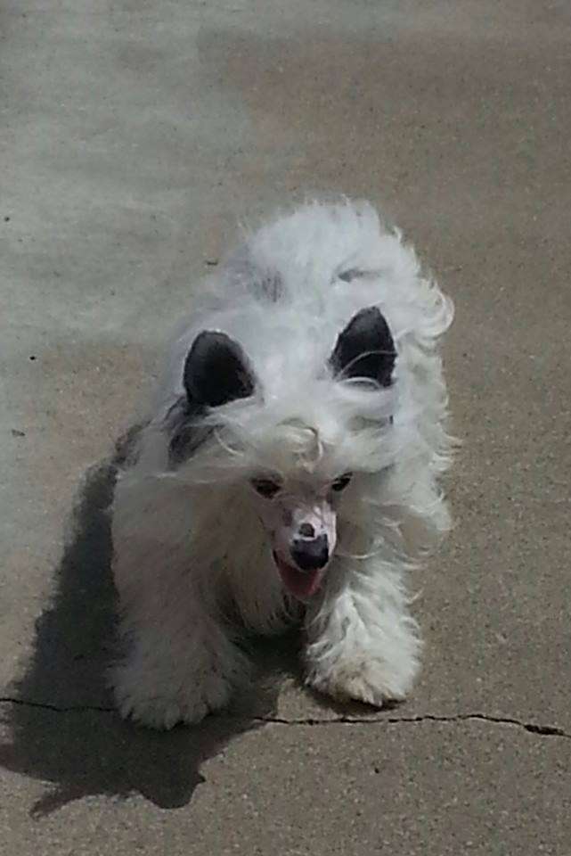 Sondra Rose Shock And Awe  PLL/PRA Clear/Normal