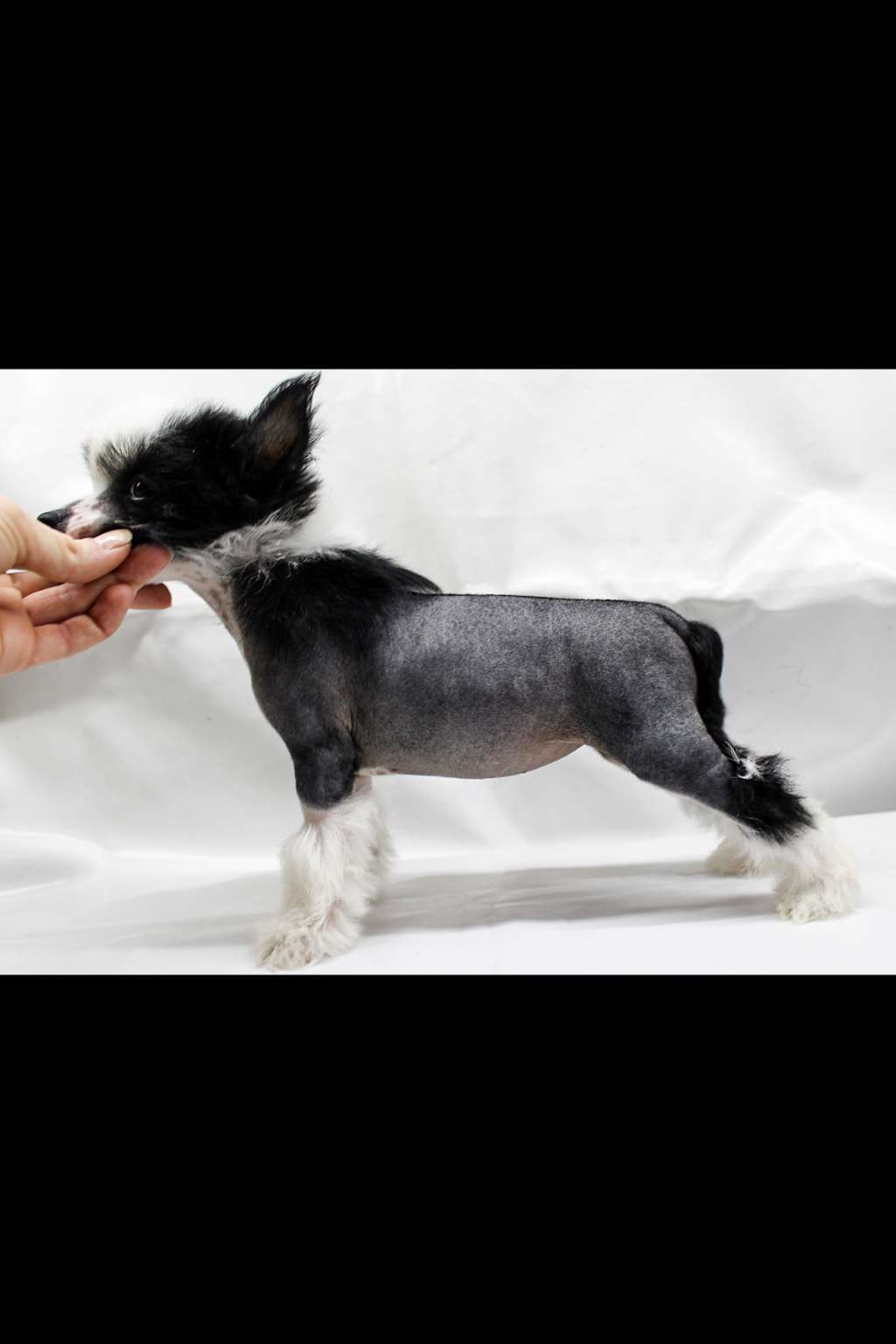 Tiffany Euphoria Black Orchid