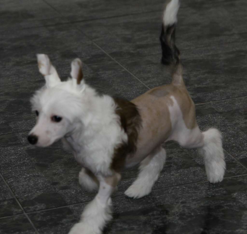 Premier Mari Triumph