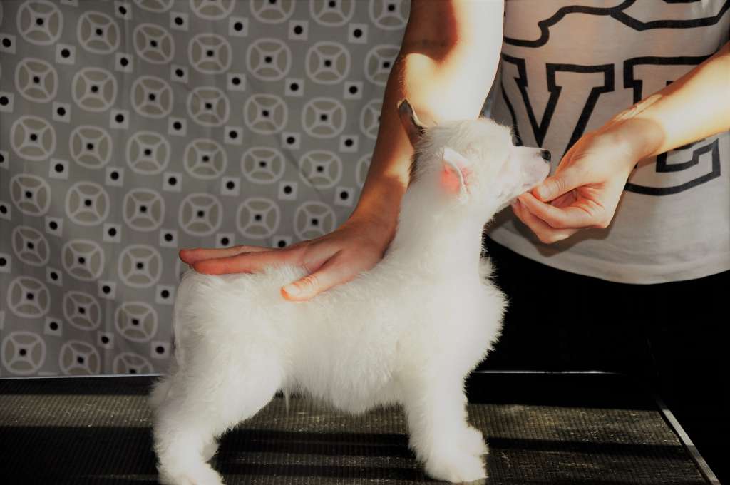 Juventus Winning Smile