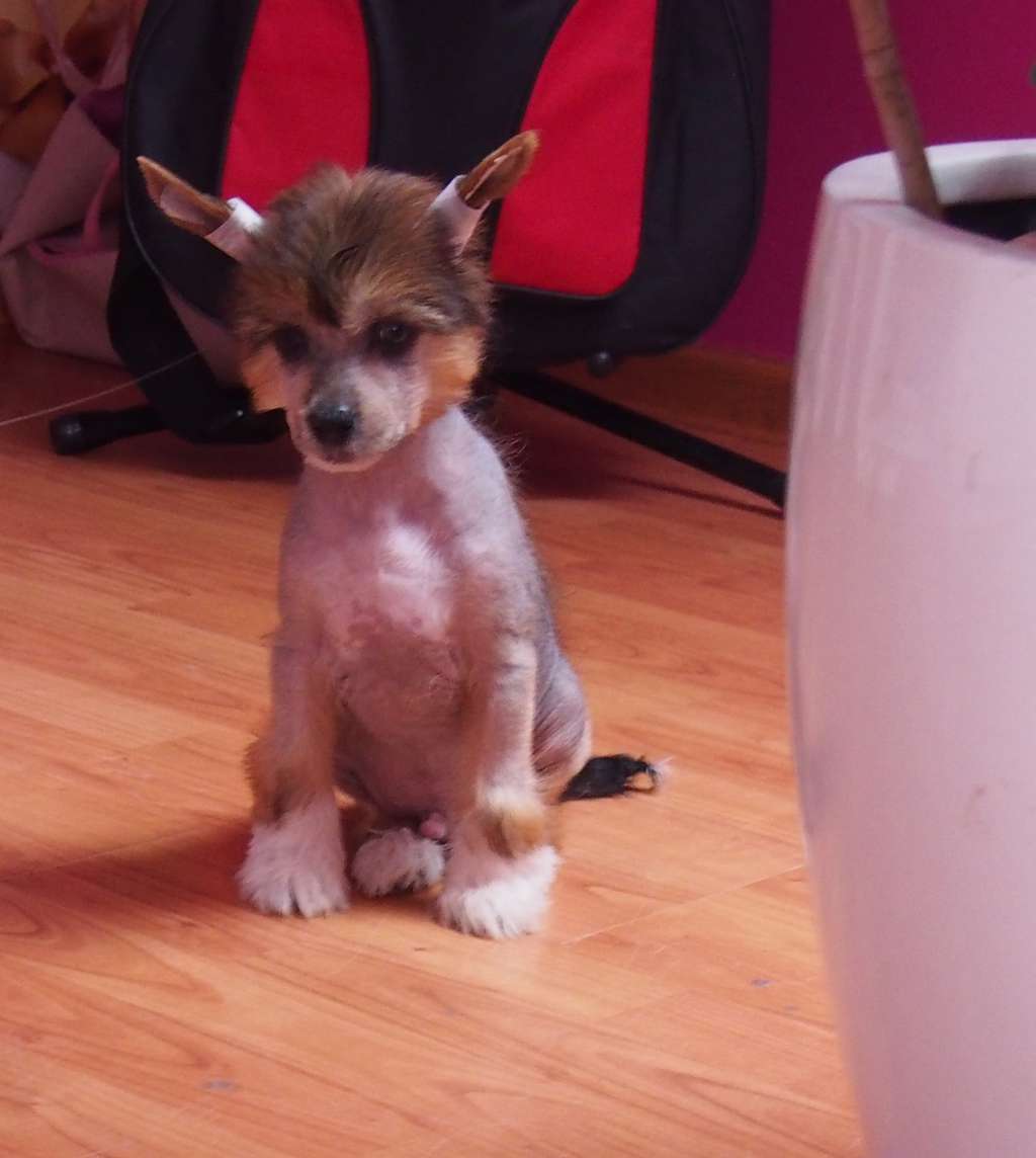 Diament Grzywkomania