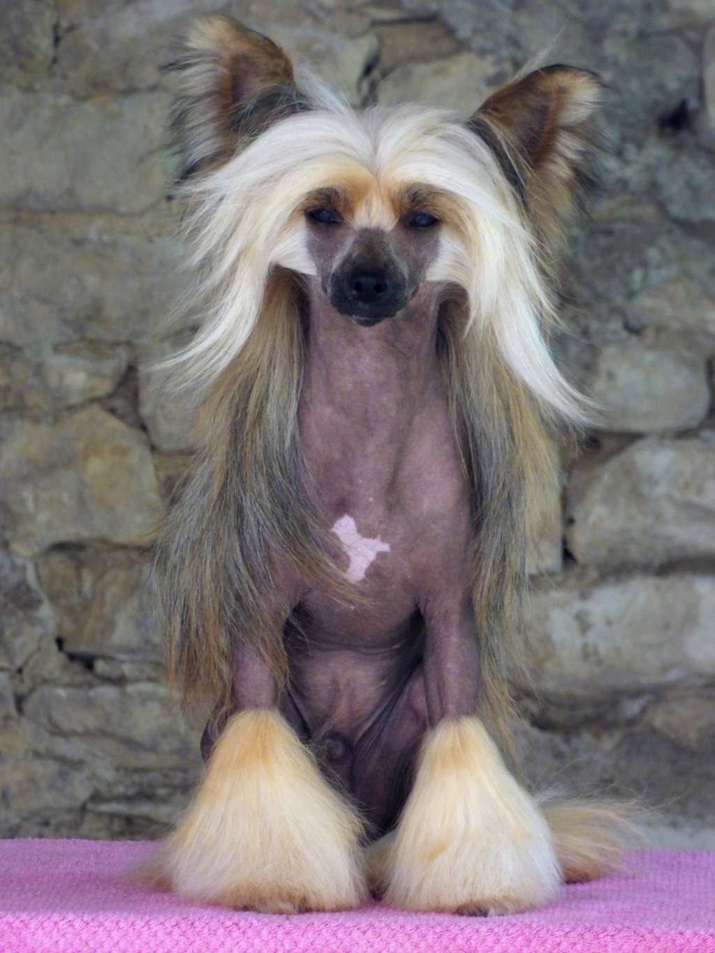 Drakaris Molosos Gratzi