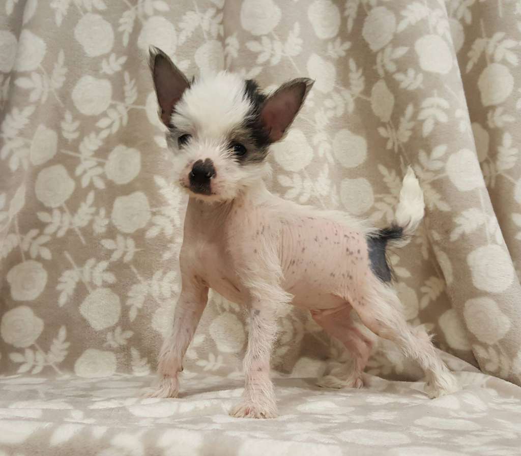 Thorny Z Grodu Thora