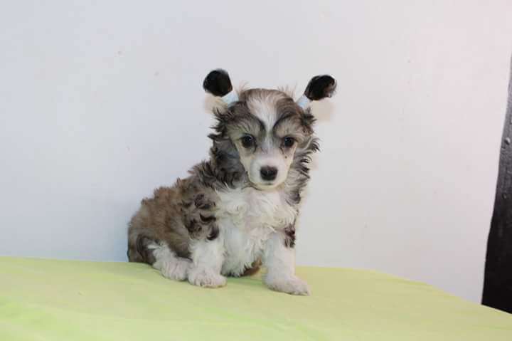 Kultapaimenen Velhon Kosketus