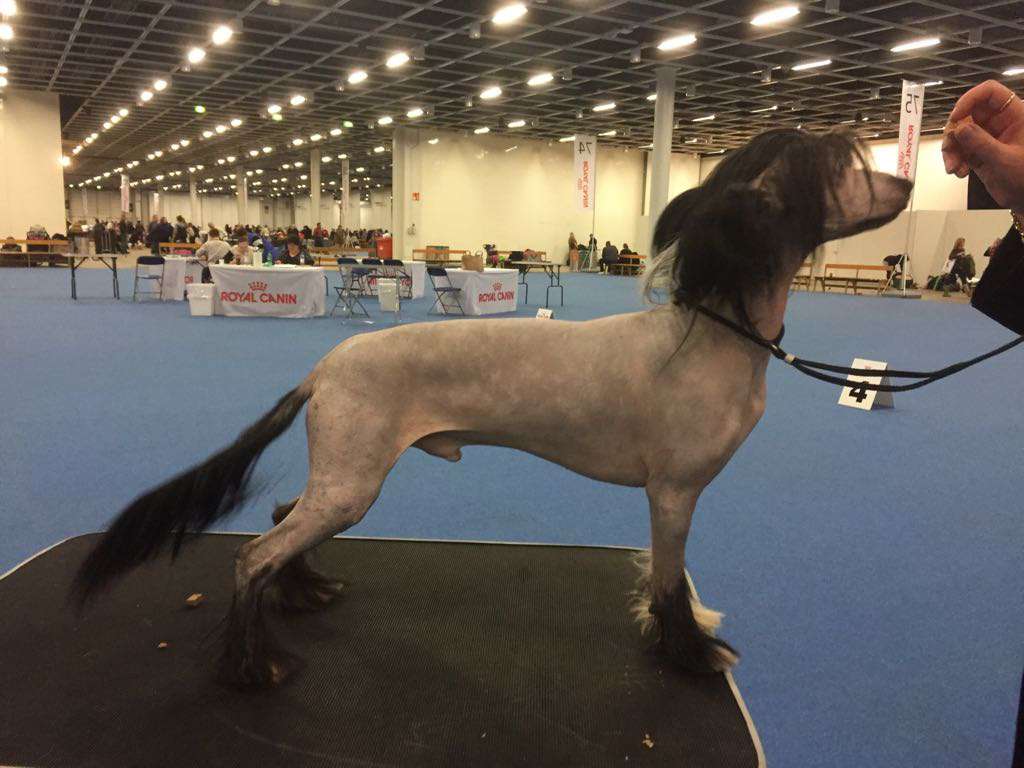 Kultapaimenen Just In Case