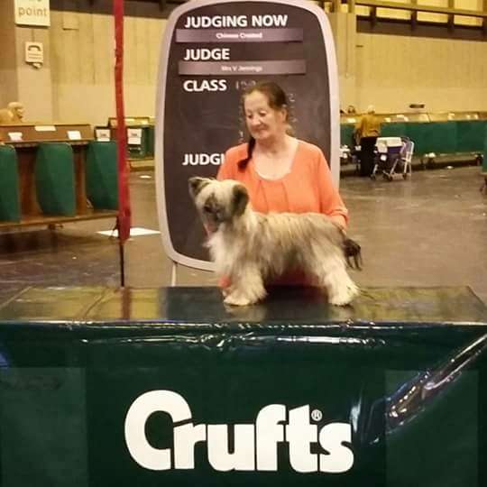 Gizooty princess celestial