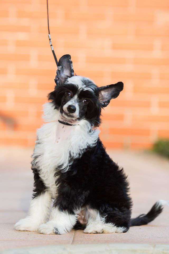 Joyera's Crested El Roxi