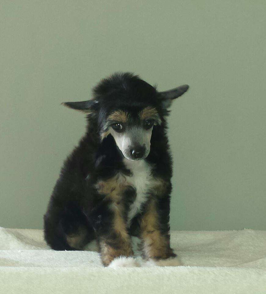 Joyera's Crested Elza