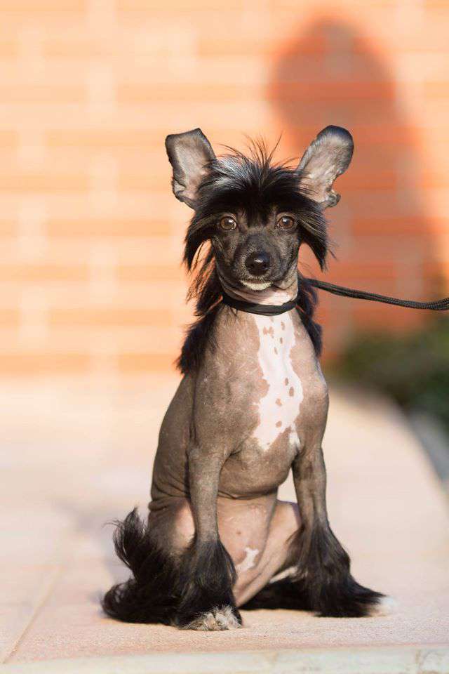 Joyera's Crested Efy