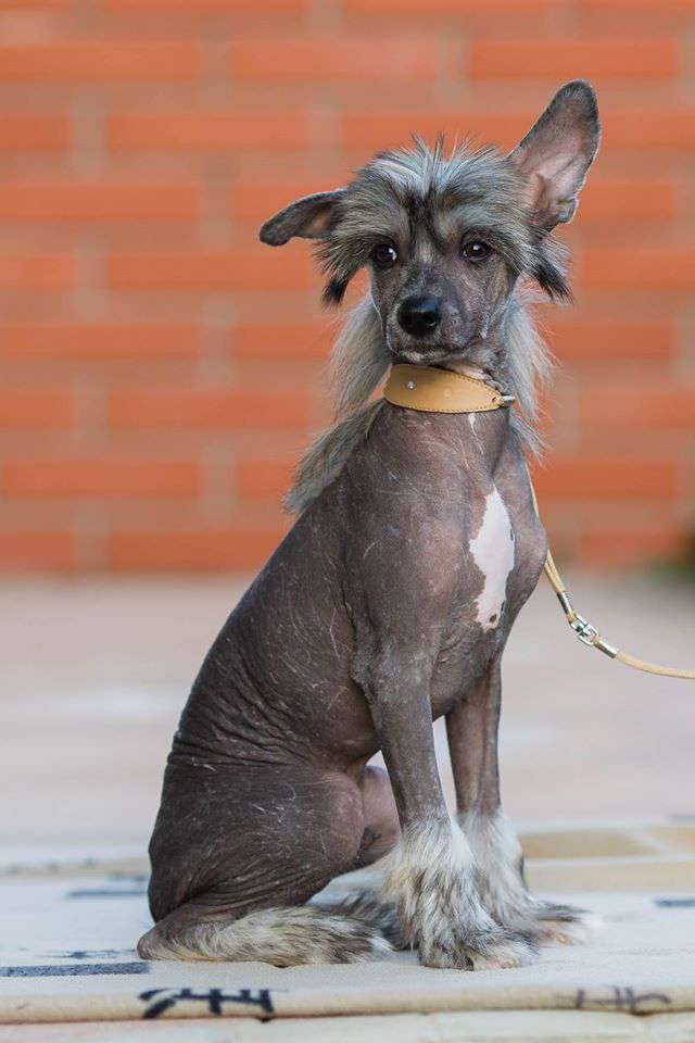 Joyera's Crested Elf Eros