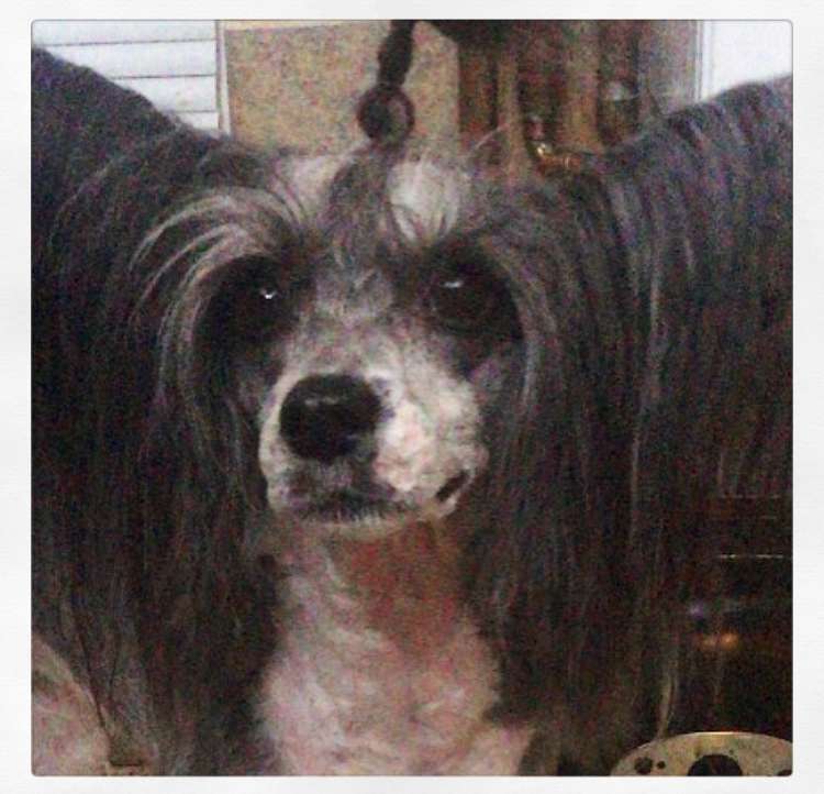 Konishiki Blue Jean at Valsharess