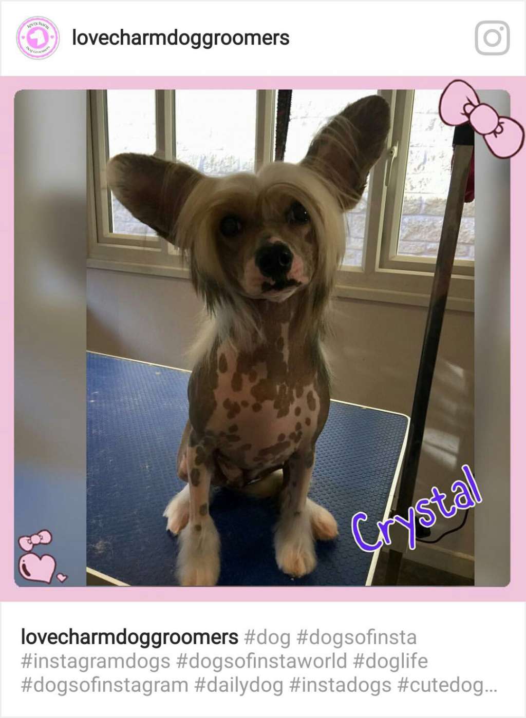 Konishiki China Girl