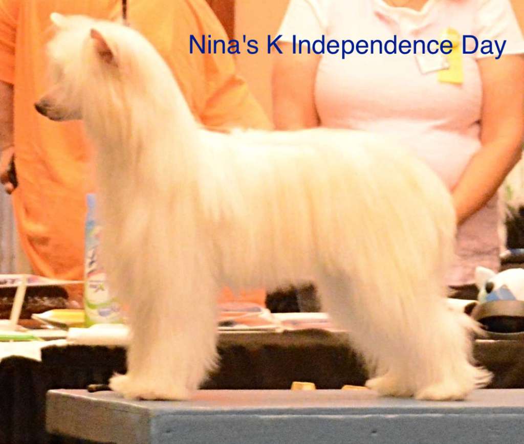 Nina's K Independence Day