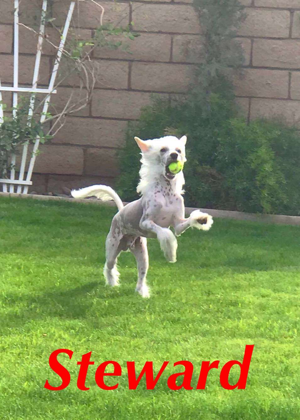 Nina's K True Blue Steward