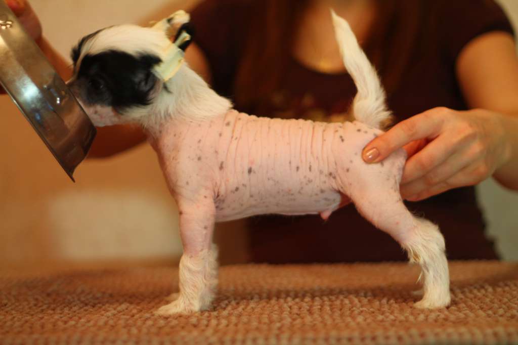 Top Crested Bigboy Willie G