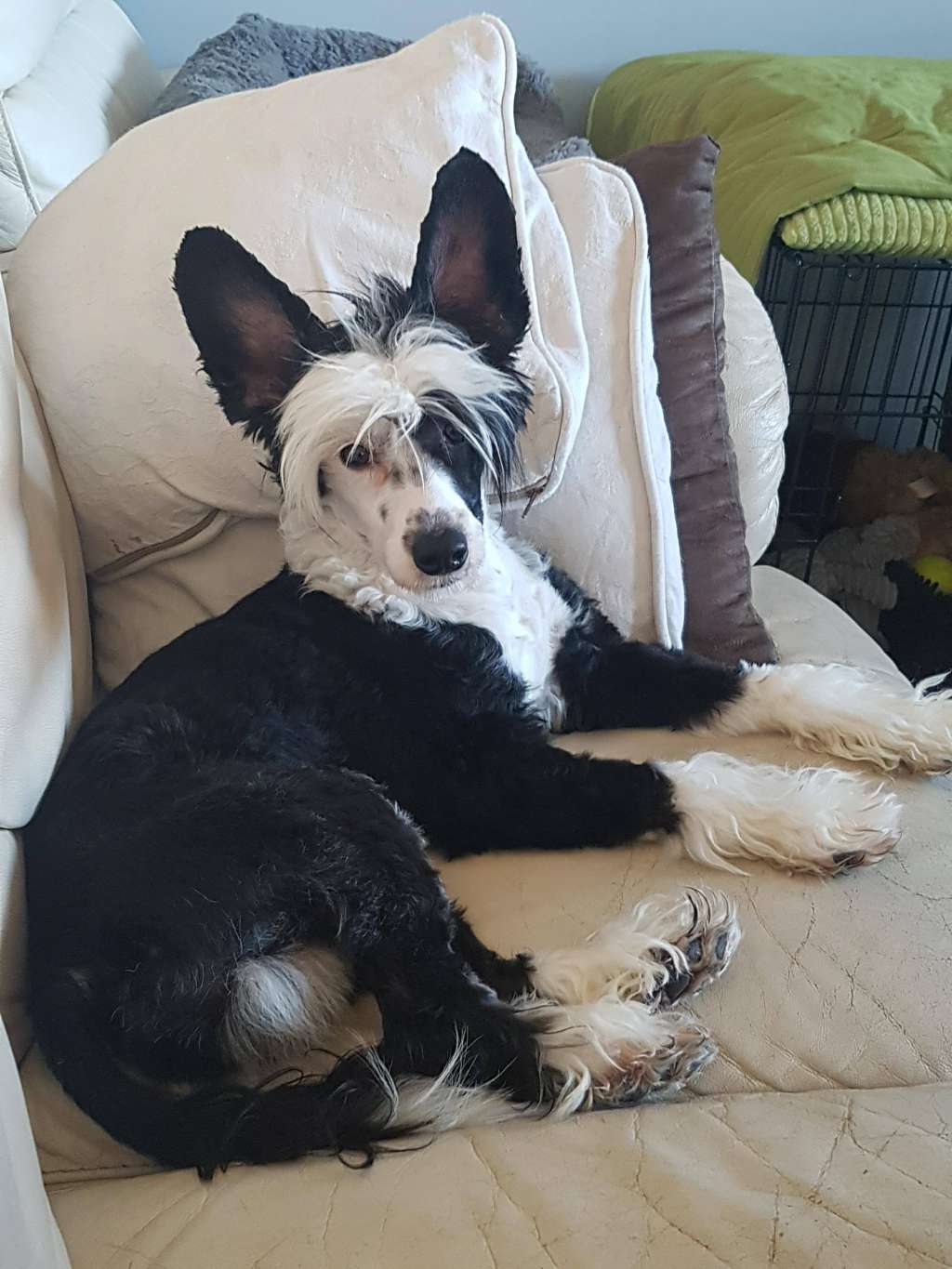 Top Crested Bold Endeavor