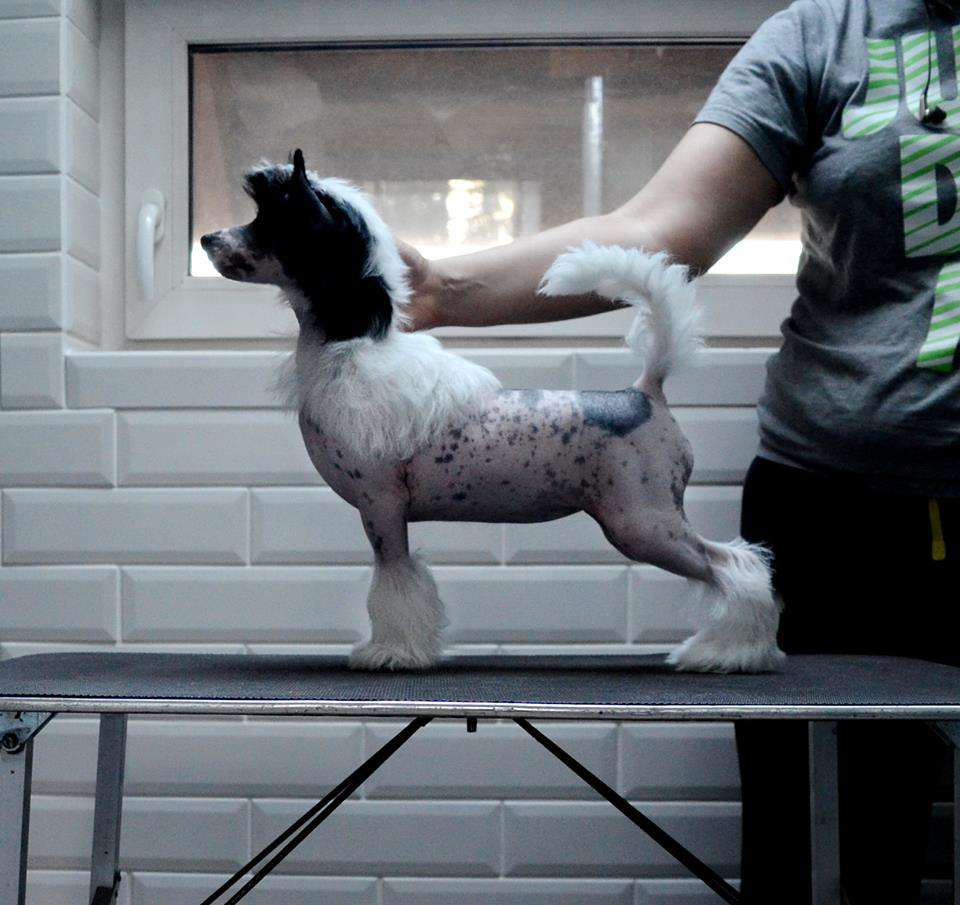 Top Crested Benefit By Etno Spirit