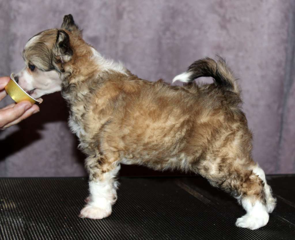 Artic Flyer's Queen of NothernLights