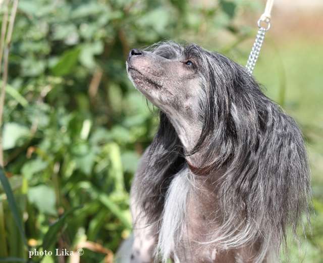 Fantastik Kashmir Zhaklin Premium 2