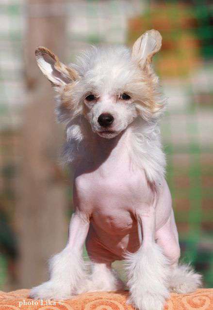 Family Mar'S Cermiona Creindzher